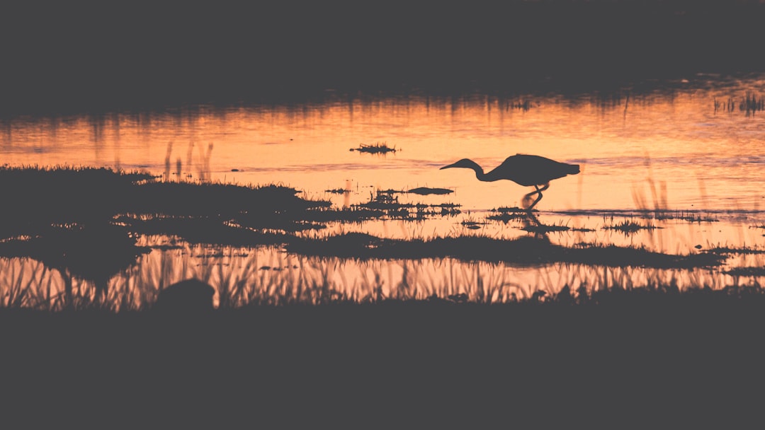 silhouette of a bird on a body of water during sunset