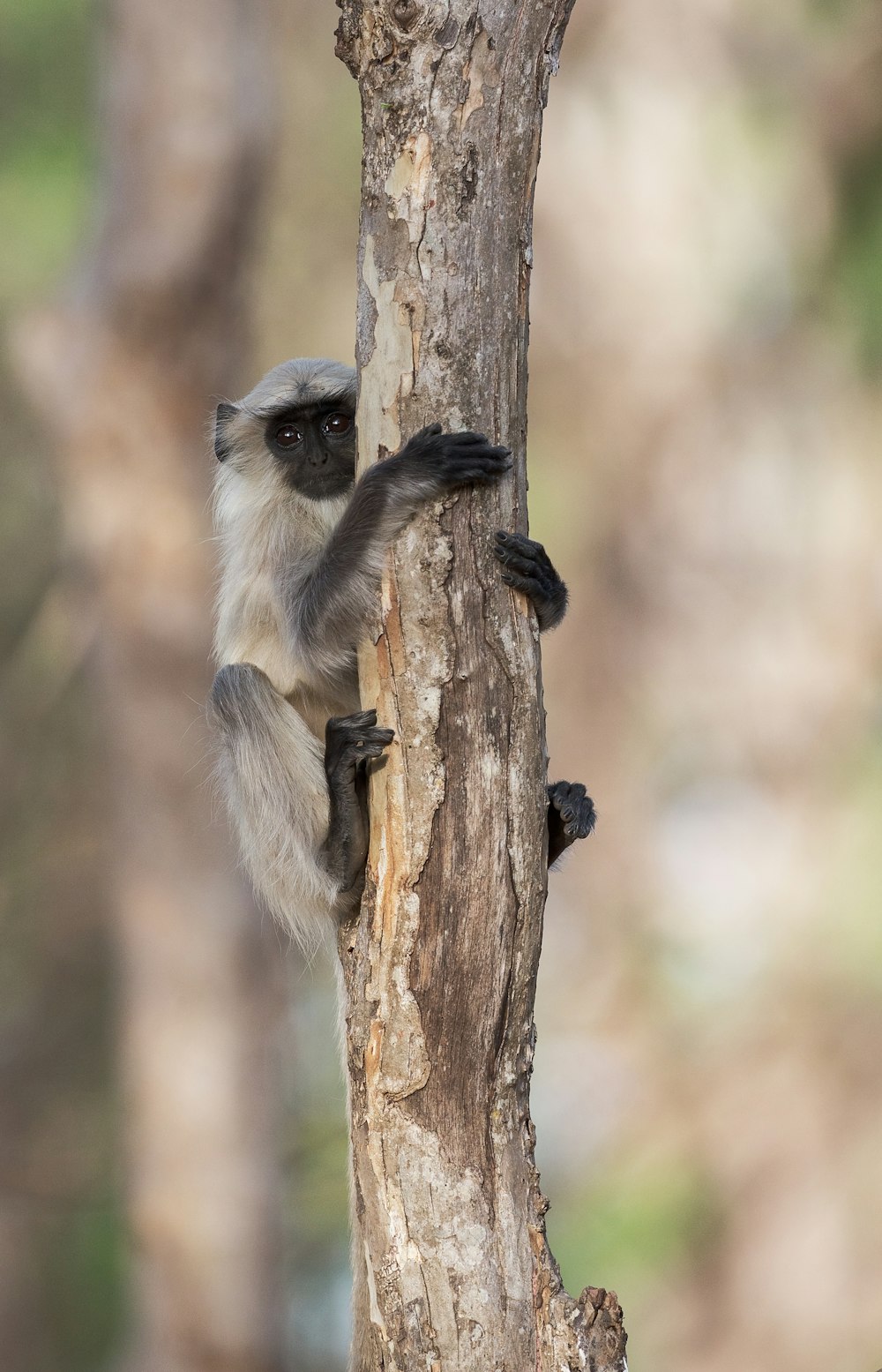 mono gris trepando en la rama