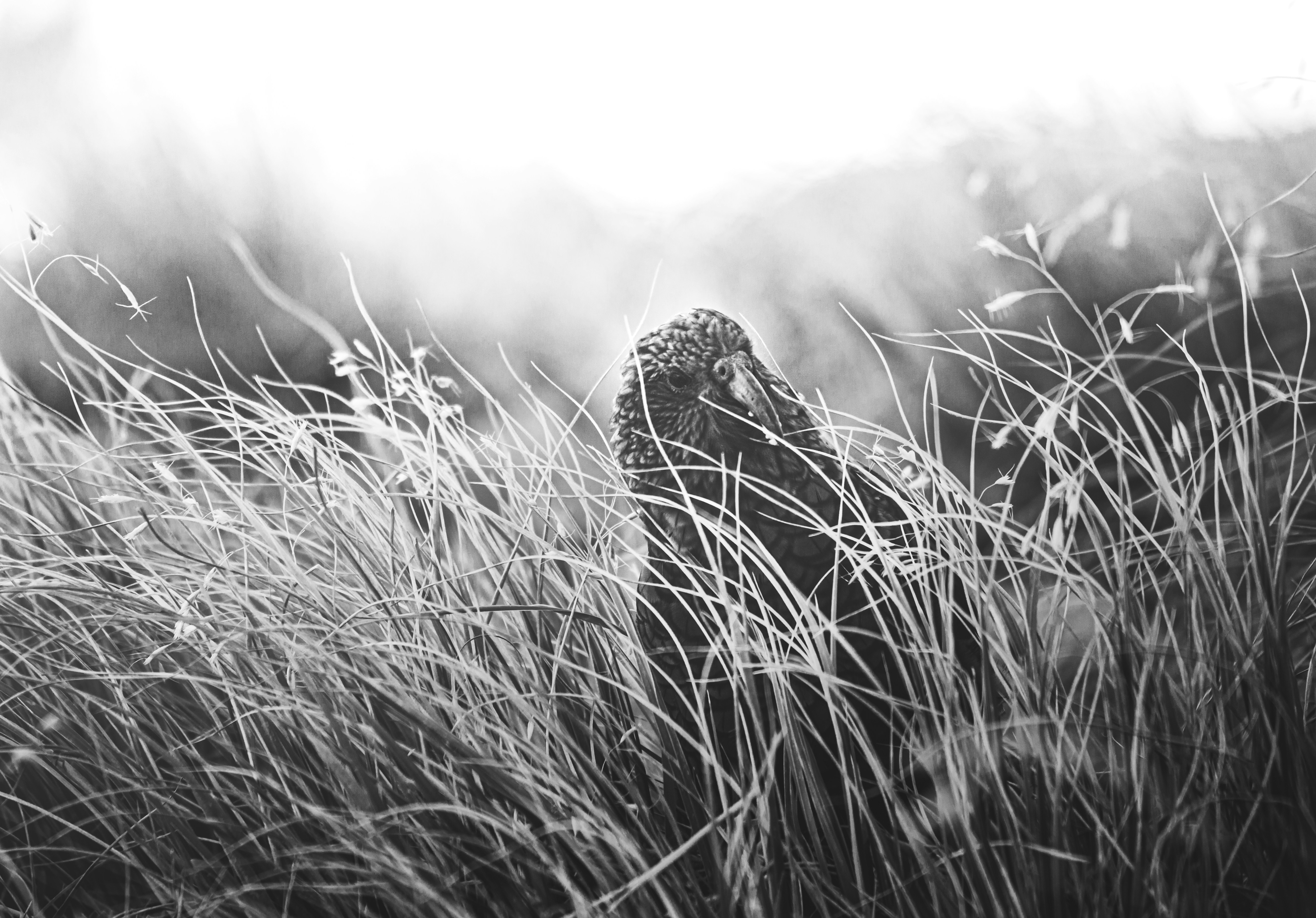 Photo by marekpiwnicki