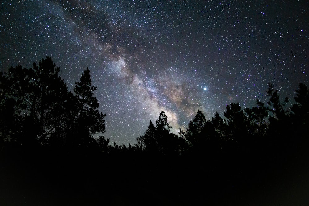 silhouette of trees during nighttime