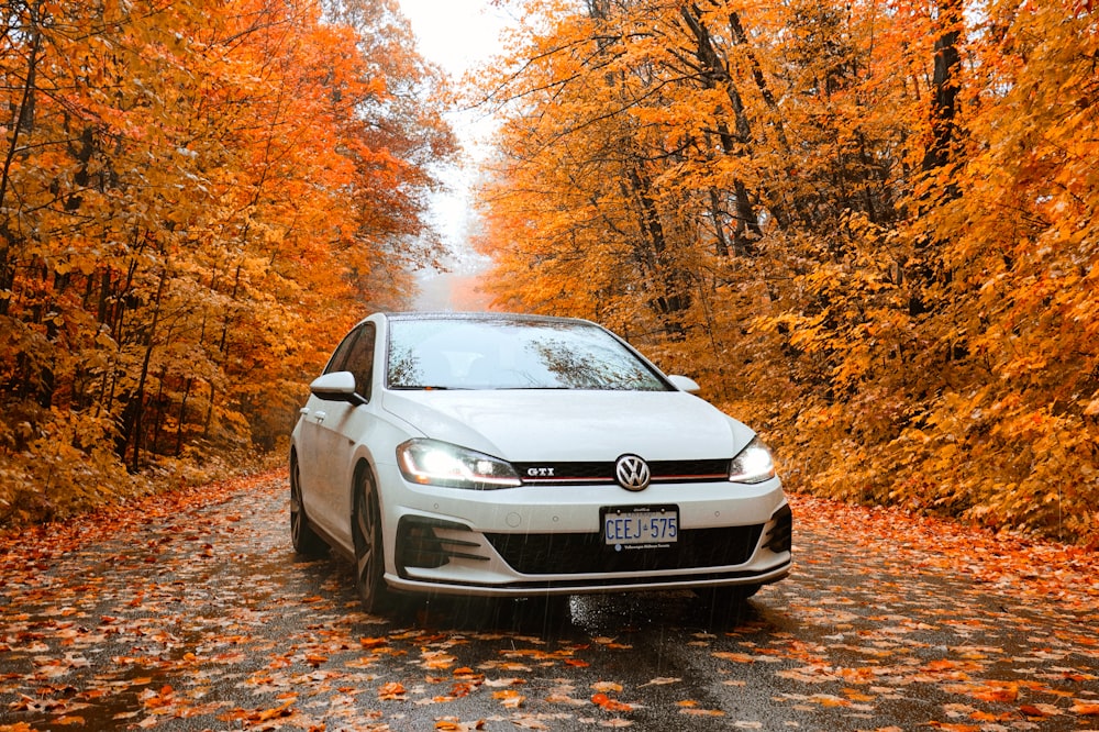 auto bianca di Volkswagen sulla strada con le foglie secche fra gli alberi di arancio-foglia