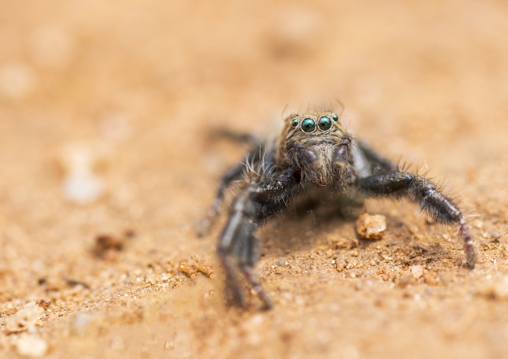 close up photography of tarantula