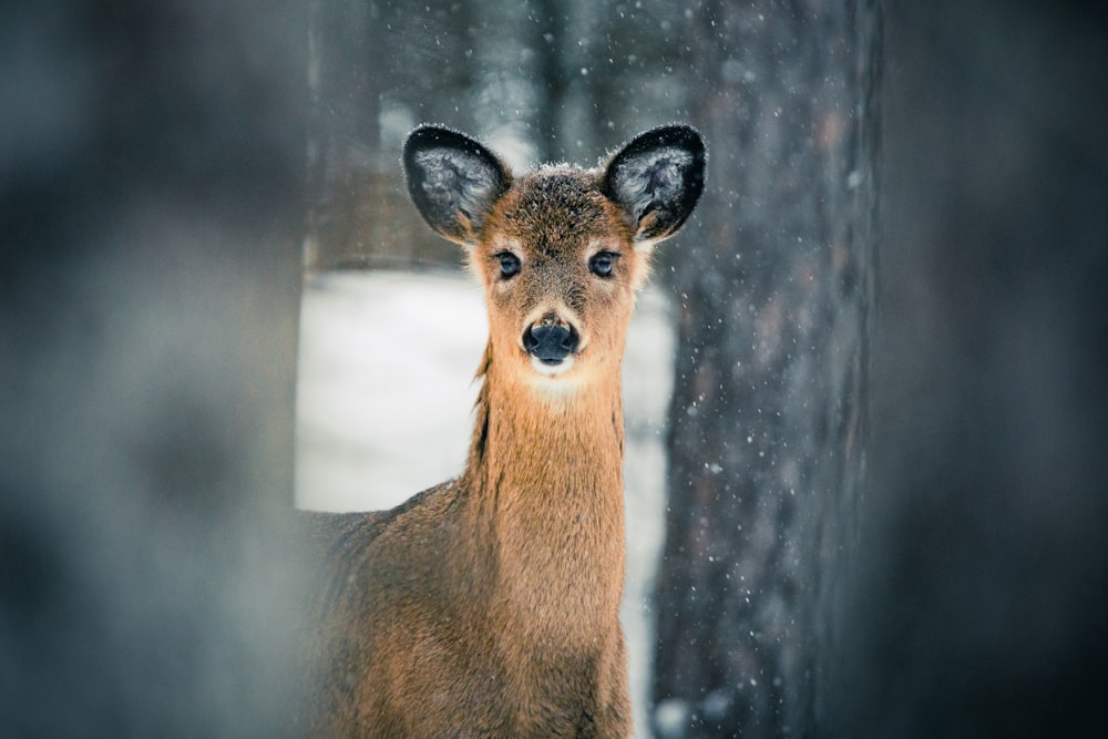 brown deer