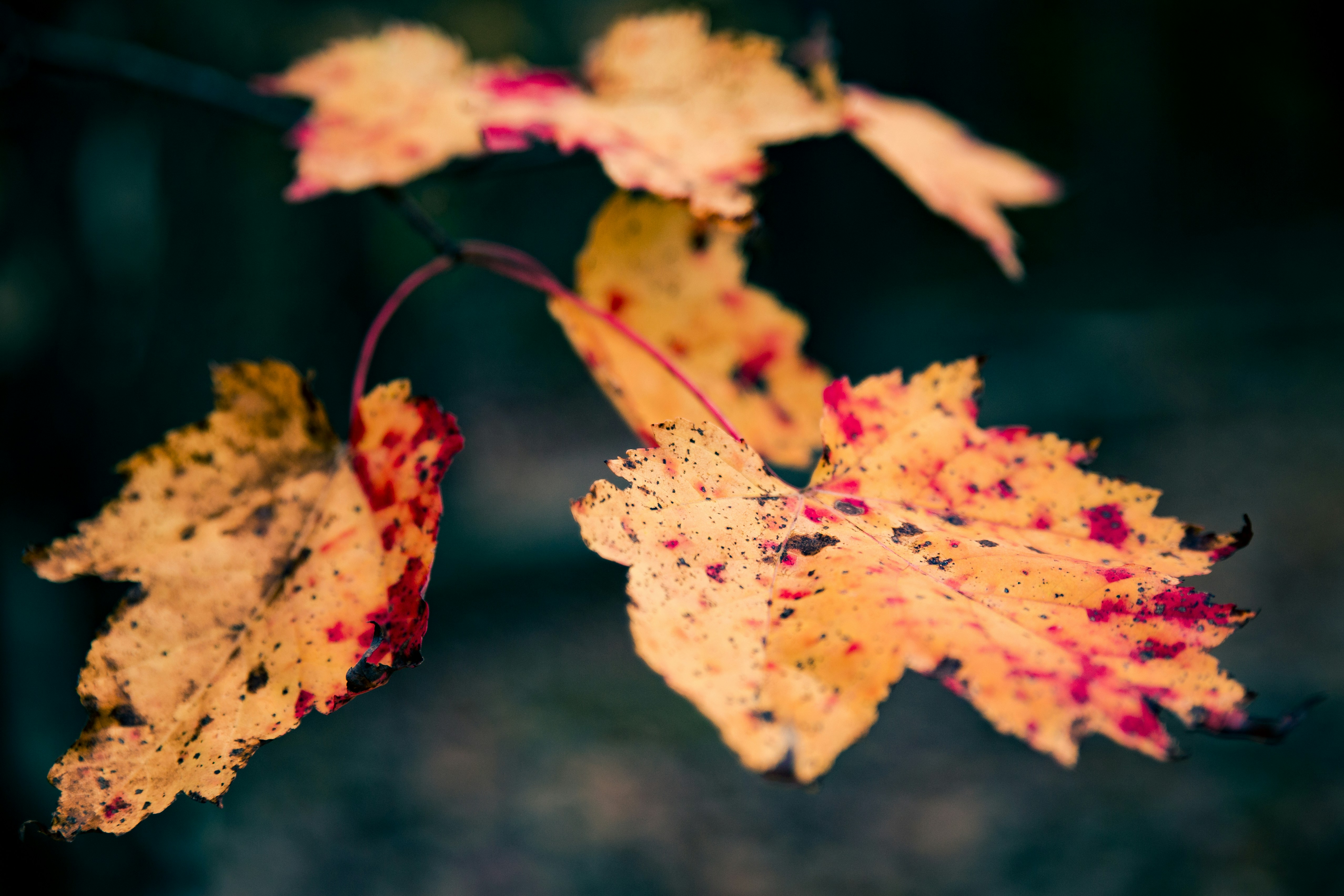 Photo by arnaudmariat