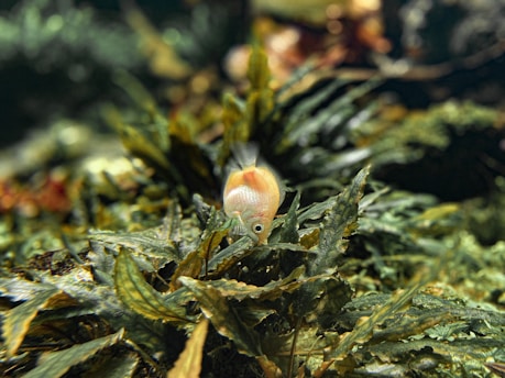 A small fish with a light pink hue is swimming amid dense green aquatic plants. The surrounding vegetation has a rich texture, and the background features a blurred mix of darker greens and browns.