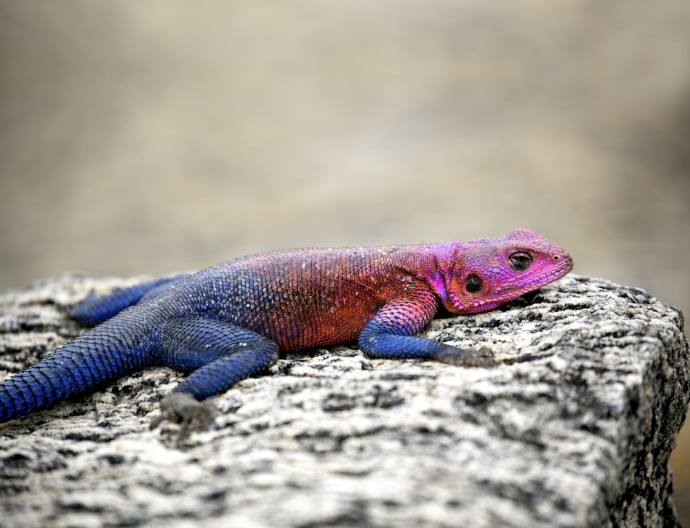 Lagarto azul y rosa