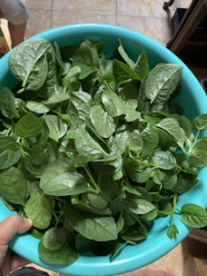 Fresh leafy spinach next to a bowl of deep green spinach powder on a natural wood surface.
