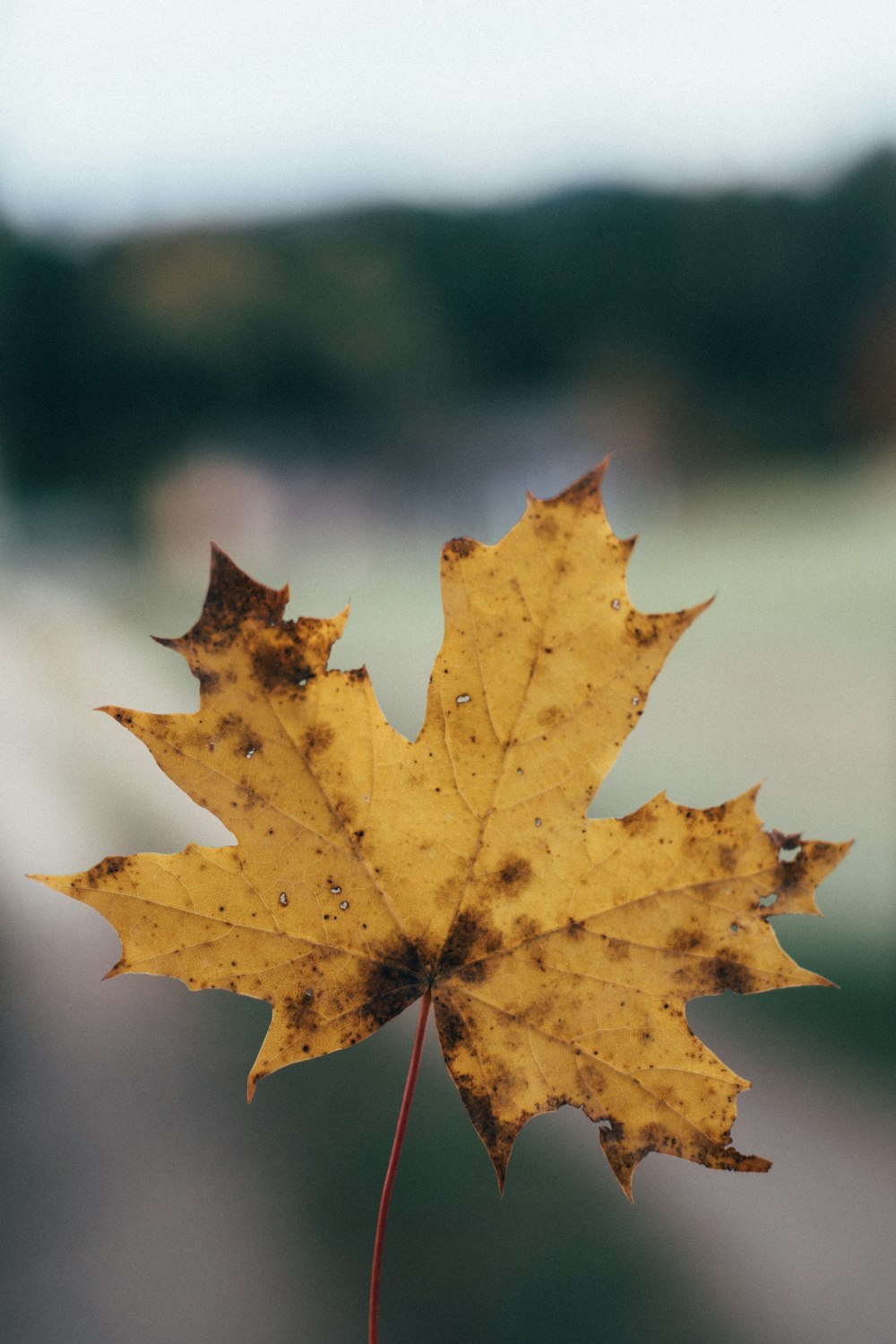 brown withered leaf