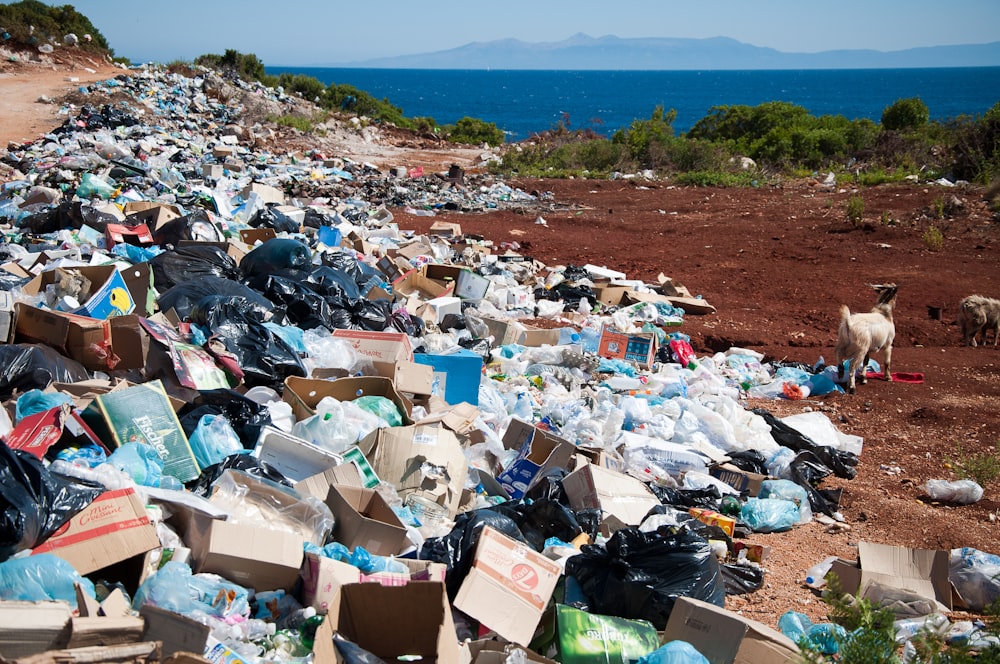 Basura cerca del bosque