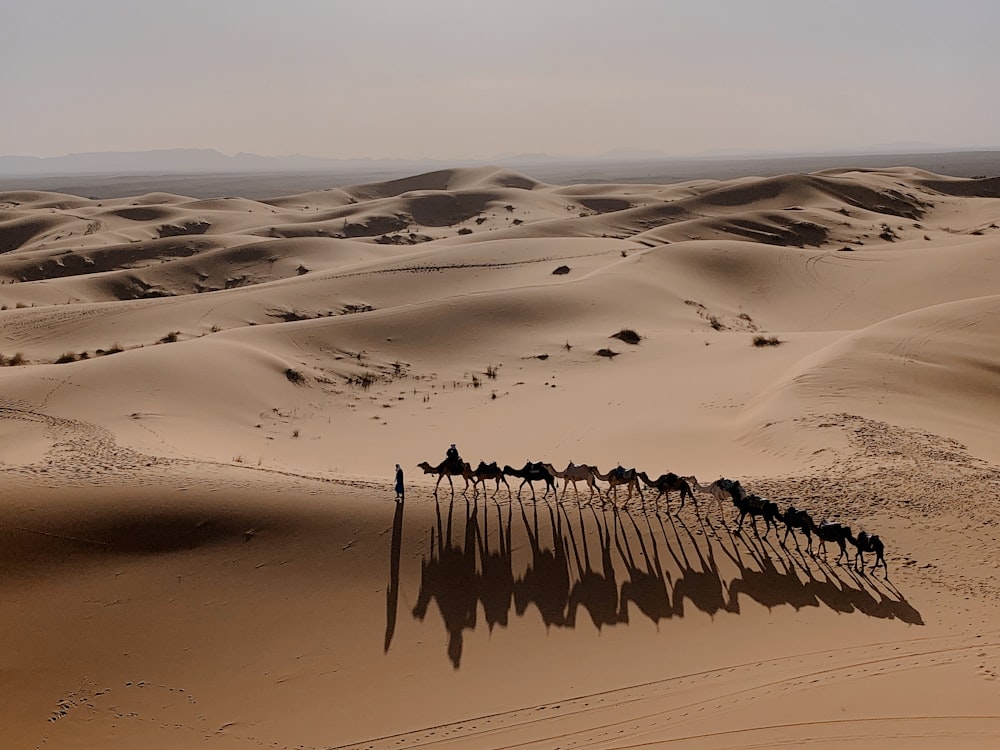 chameaux sur le sable pendant la journée