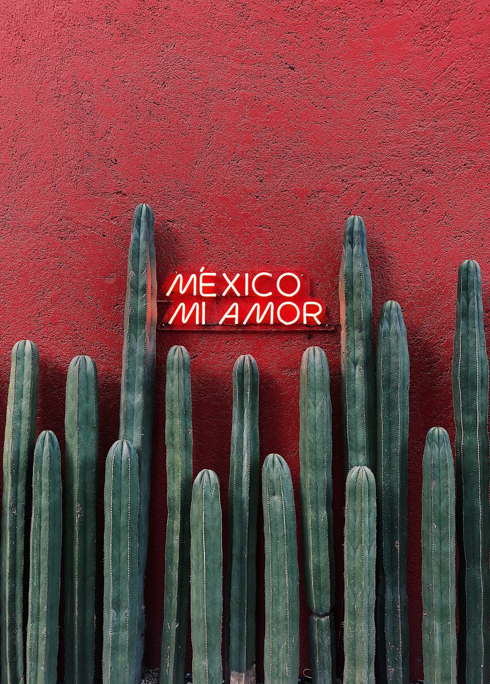 Mexico Innamor라고 적힌 표지판이 있는 빨간 벽