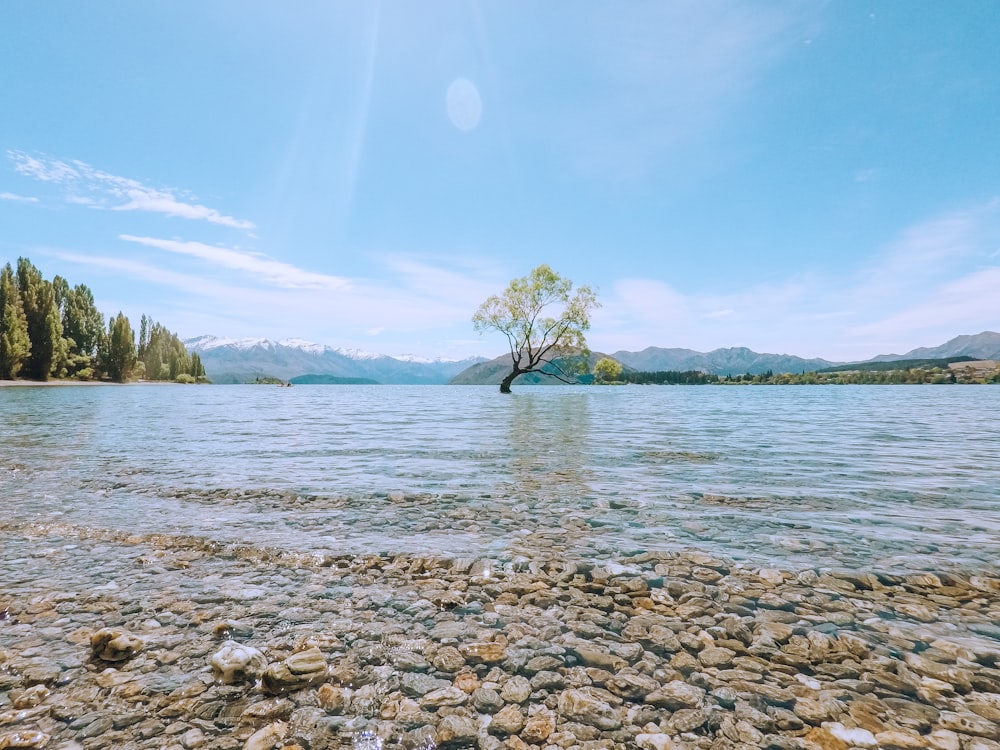 calm body of water with scattered stones