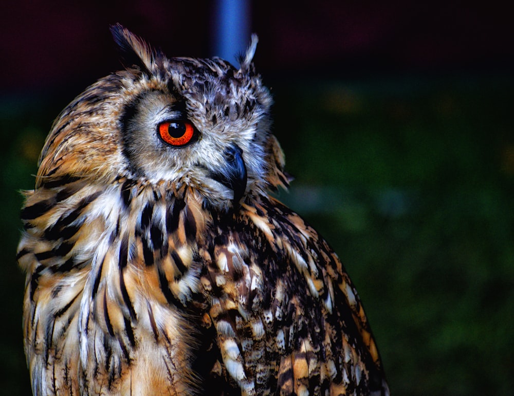 grey and brown owl