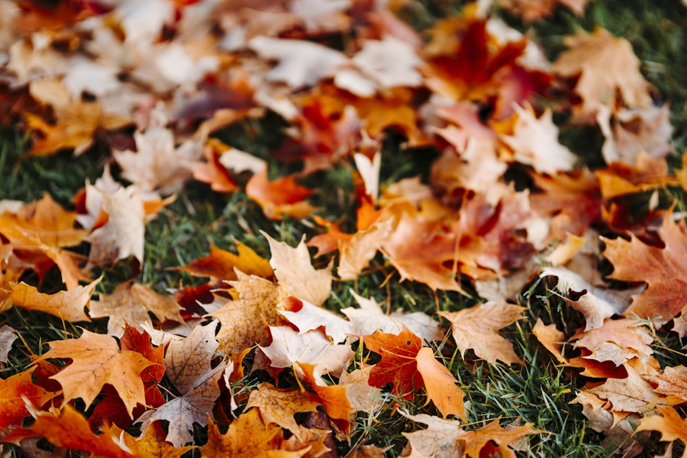 selective focus photography of fallen brown leaves on green grass