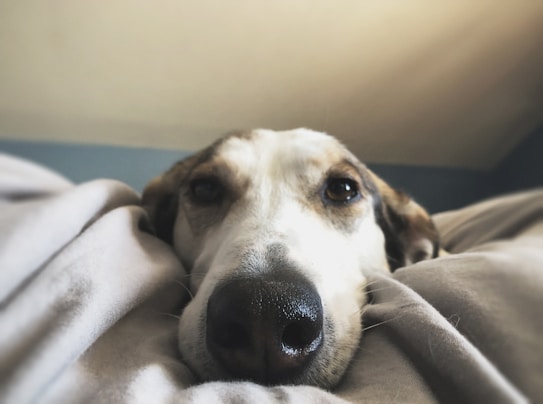 A dog with a white and brown face is nestled comfortably in a soft blanket, giving an impression of coziness and relaxation. The focus is on the dog's face, particularly its nose and eyes, which convey a sense of calm and contentment. The lighting is soft and natural, enhancing the serene atmosphere.