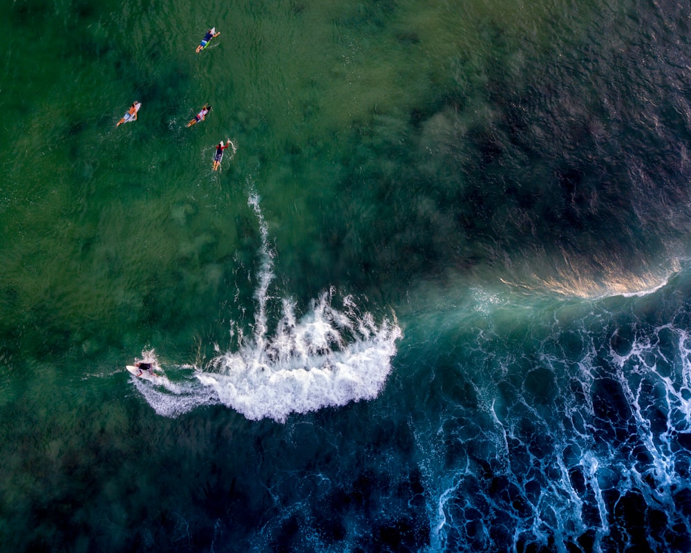 people swimming at sea during daytime