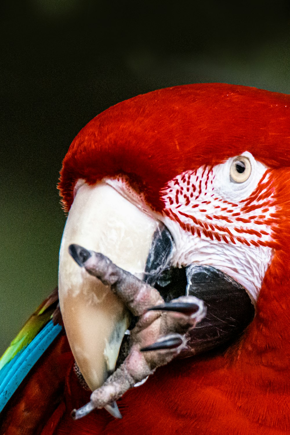 selective focus photography of red and blue parrot