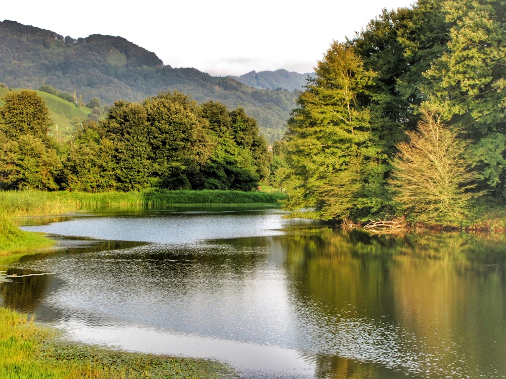 green trees beside calm body of water