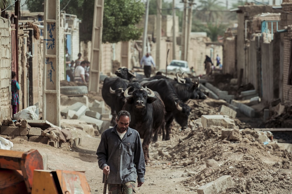 man wearing black collared button-up long-sleeved shirt holding stick while walking and water buffalo following him