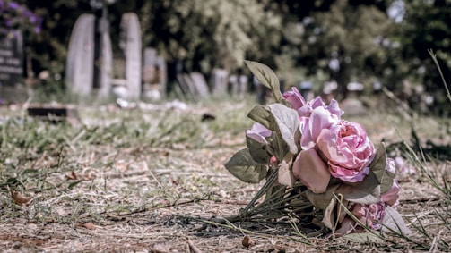 A bouquet of pink flowers lies on the grass in a cemetery setting, with several tombstones visible in the blurred background. The scene suggests a solemn, contemplative atmosphere.