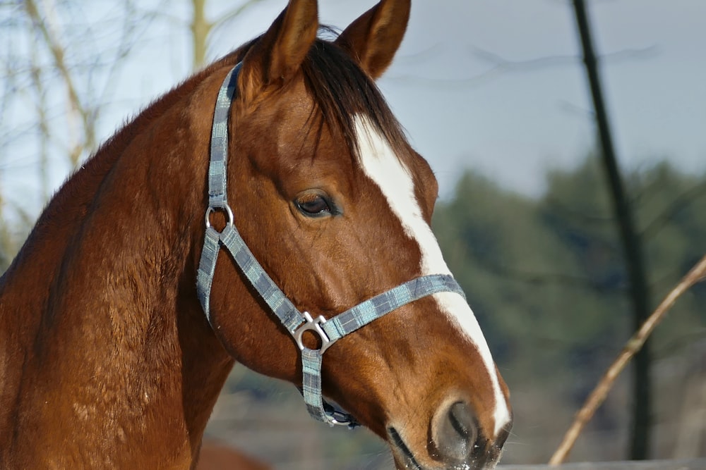 brown and white horse facing sideways