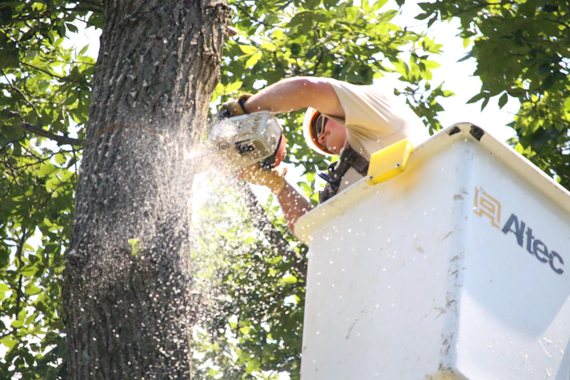 Tree removal in progress