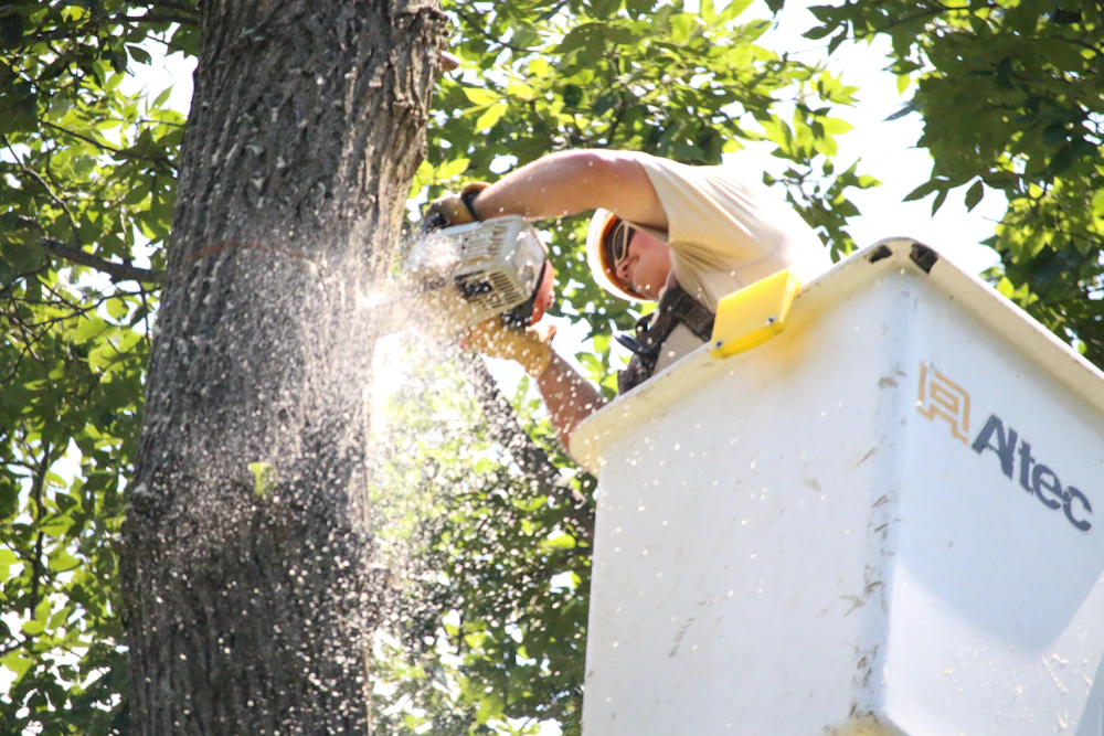 Tree cutting and branch removal with a chainsaw