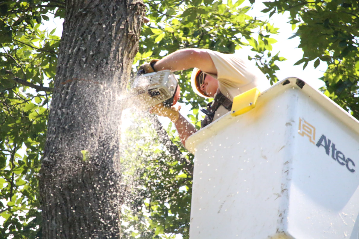 Chainsaw tree work