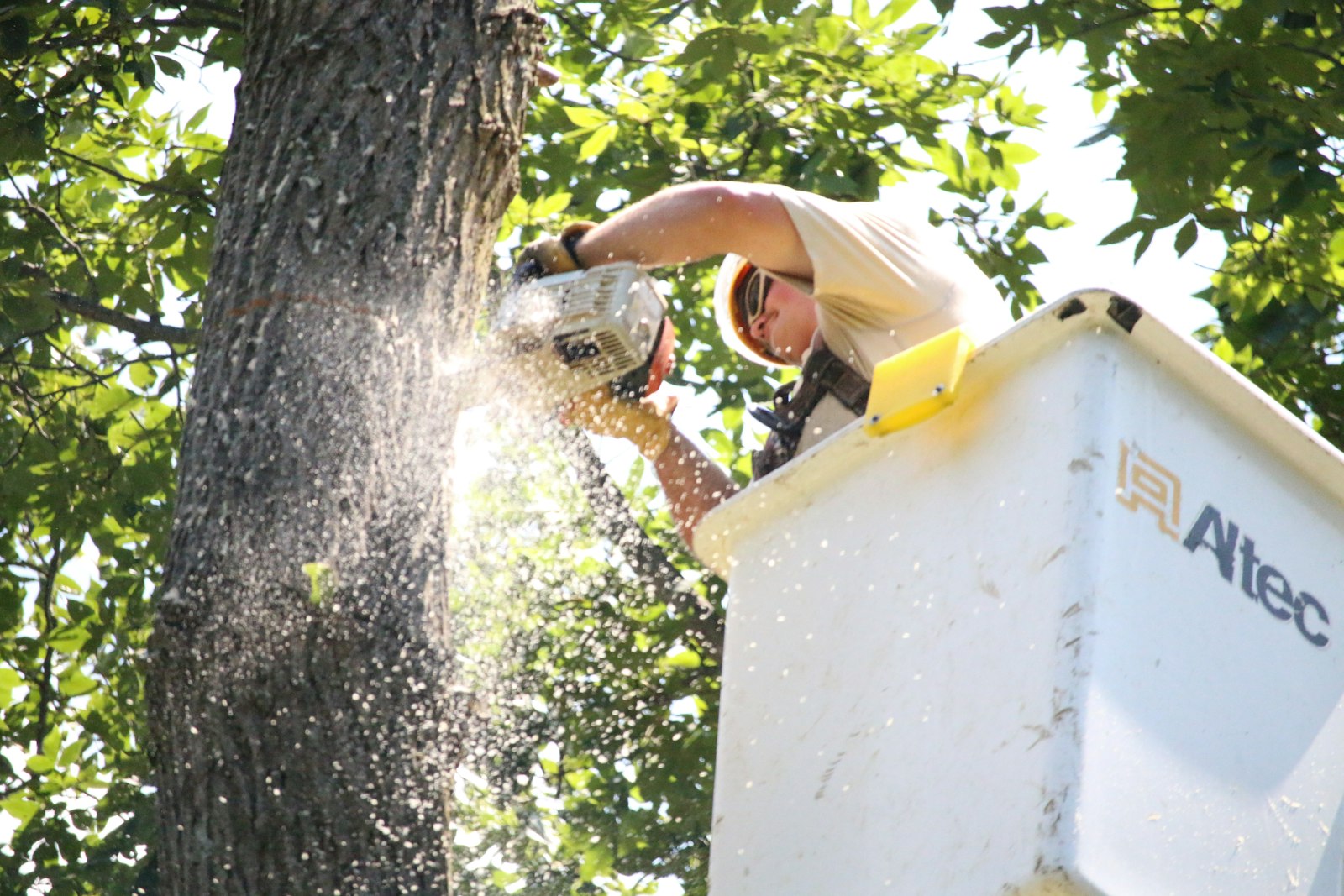 A tree worker running a chainsaw high in a leafy canopy on a hot summer day, the kind of long shift under heavy PPE that drains the sodium behind late-day muscle cramps.