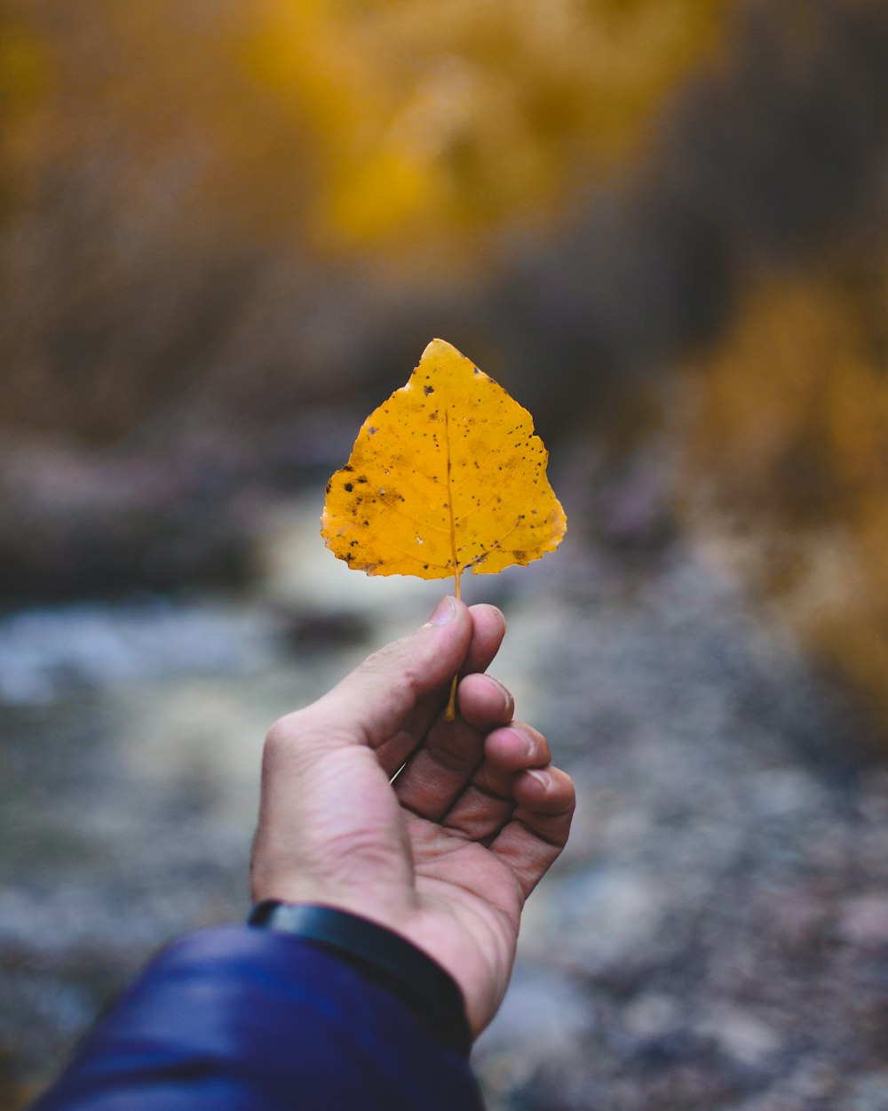 person holding yellow leaf