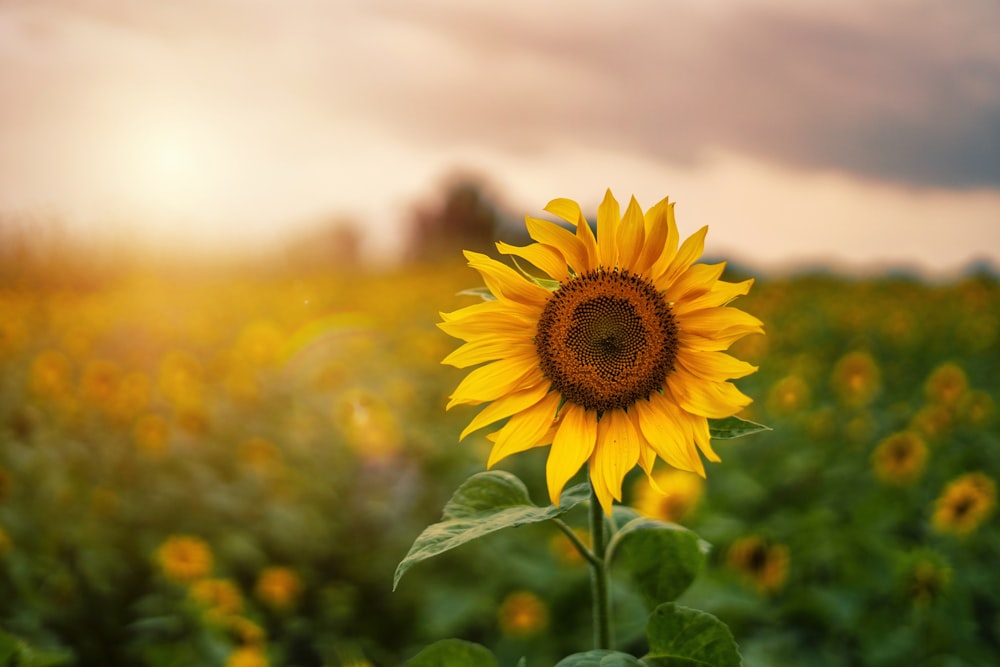 selective focus photography of yellow sunflowers