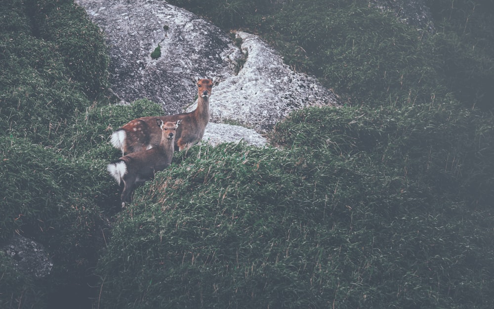 two deer beside bushes