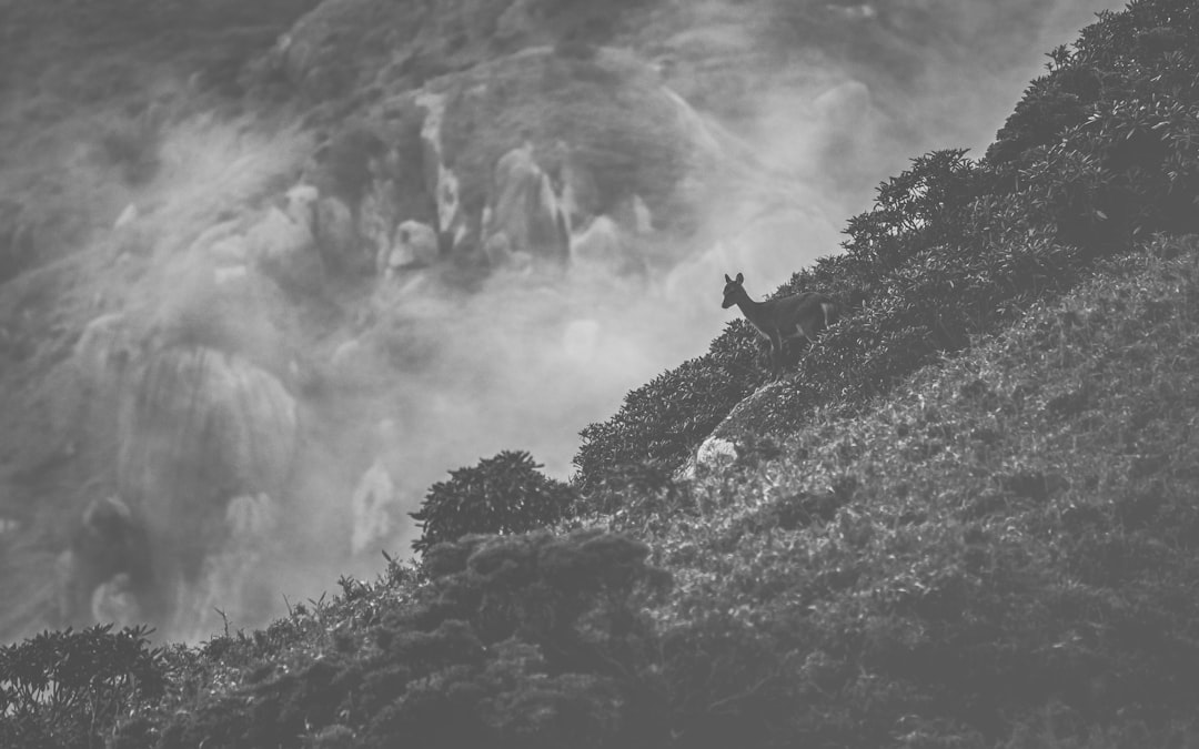 grayscale photo of mountain with trees, Japan
