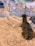 Two alpacas are lying on straw inside a fenced enclosure. One alpaca has light, fluffy fur while the other has darker, brownish fur. The enclosure is made of metal fencing, and multiple sections are visible within the background. The surroundings appear to be a farm or petting zoo setting with straw covering the ground.