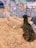 Two alpacas are lying on straw inside a fenced enclosure. One alpaca has light, fluffy fur while the other has darker, brownish fur. The enclosure is made of metal fencing, and multiple sections are visible within the background. The surroundings appear to be a farm or petting zoo setting with straw covering the ground.