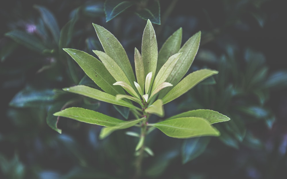 green-leafed plant