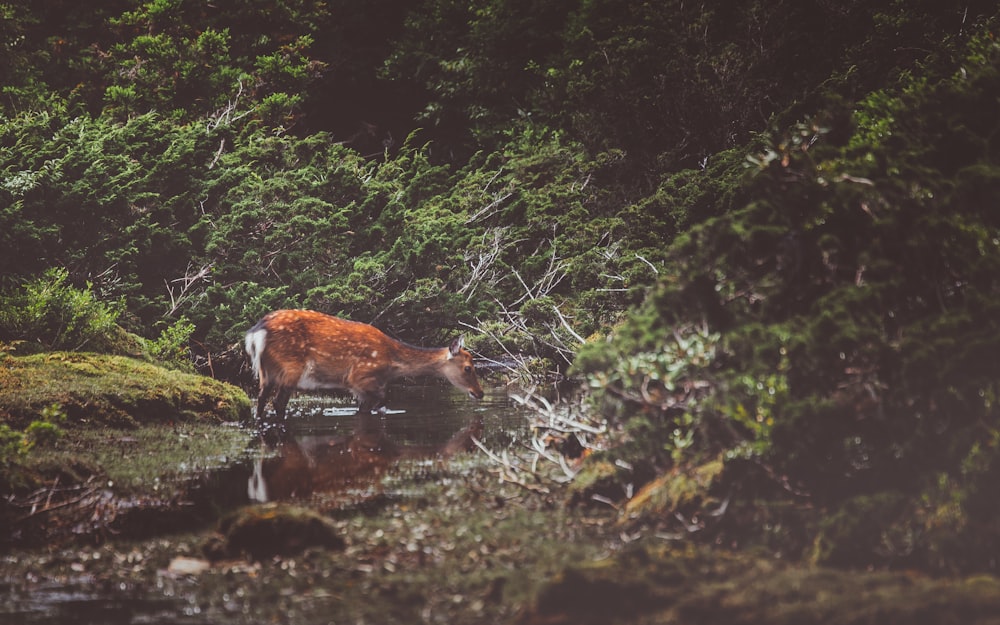 brown deer drinking water surrounded with trees during daytime