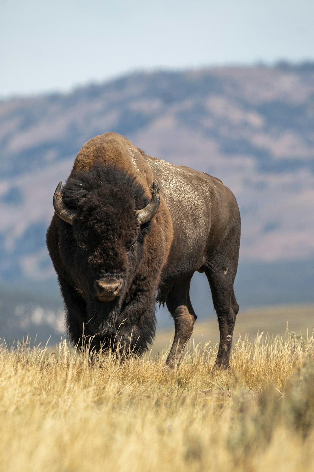 selective focus photography of brown cattle on brown field