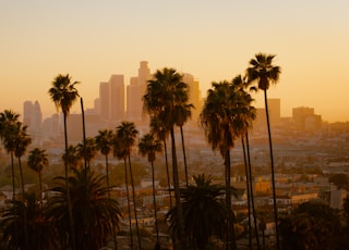 green palm tree and city view