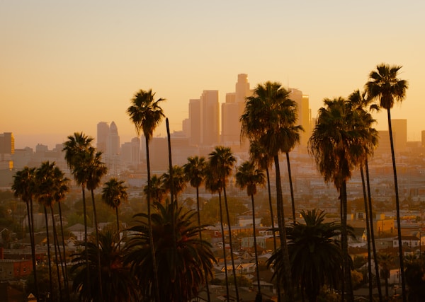 green palm tree and city view