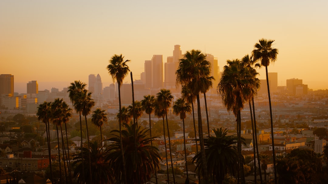 green palm tree and city view, Los Angeles skyline at sunset.