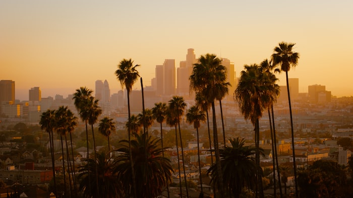 Los Angeles palm trees blur