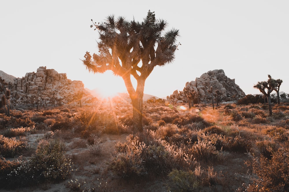 a joshua tree in the desert at sunset