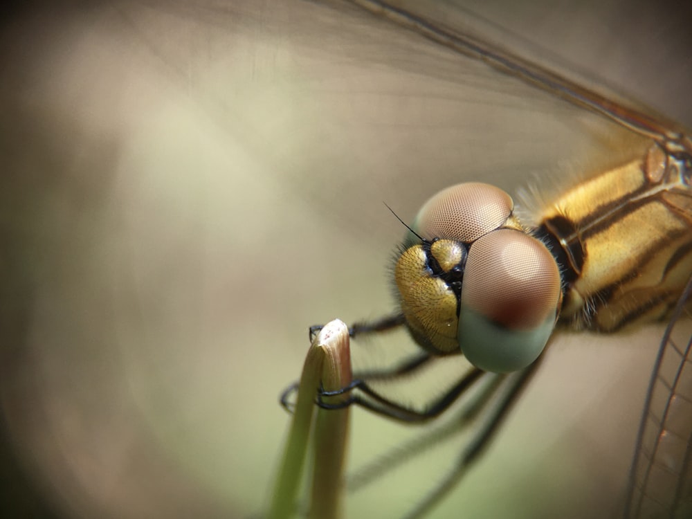 macro photography of brown dragonfly