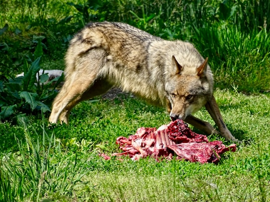 A wolf with a thick fur coat stands alertly on vibrant green grass, focusing intently on a pile of raw, red meat. The scene is set amidst lush vegetation with various shades of green.