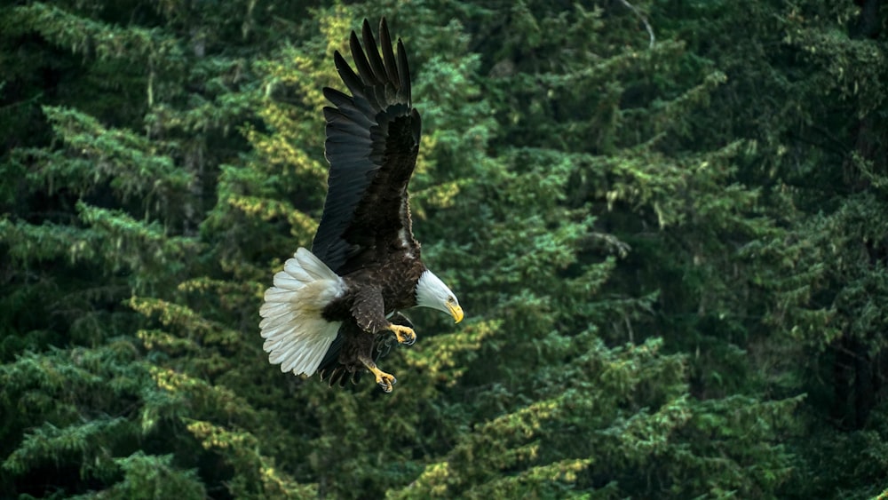 bald eagle