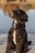 A black, curly-haired dog sits attentively on a wooden dock next to a calm body of water. The background displays soft-focus autumn foliage with vibrant shades of orange, yellow, and green reflecting in the water.