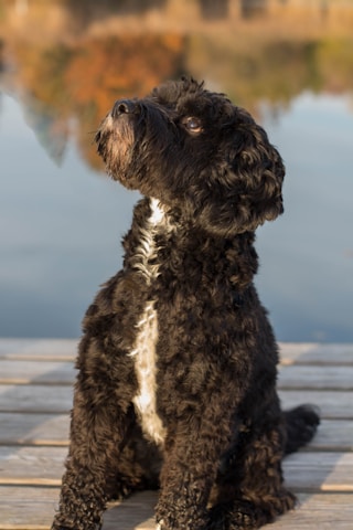 A black, curly-haired dog sits attentively on a wooden dock next to a calm body of water. The background displays soft-focus autumn foliage with vibrant shades of orange, yellow, and green reflecting in the water.