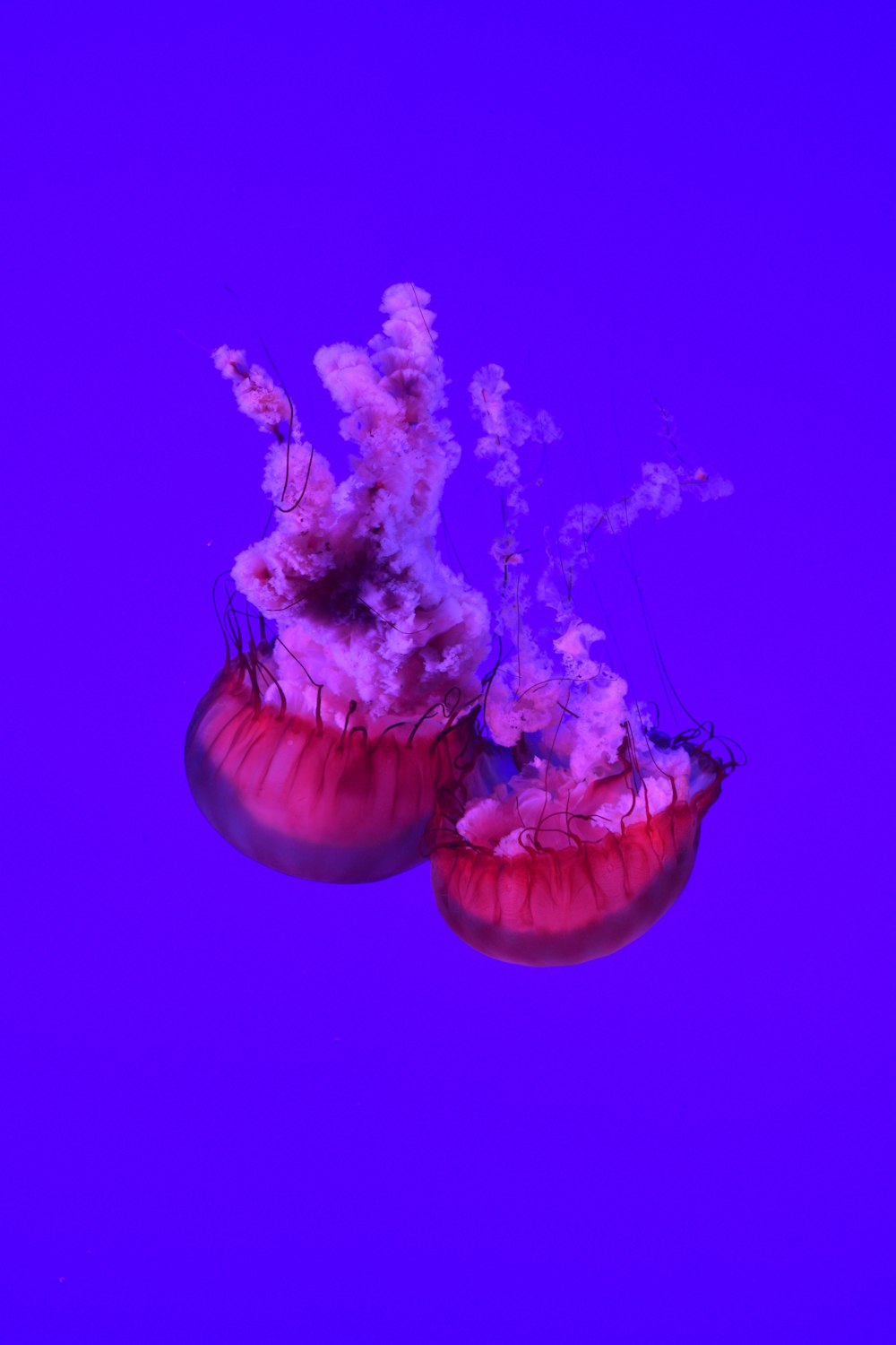 fotografia subaquática de águas-vivas vermelhas