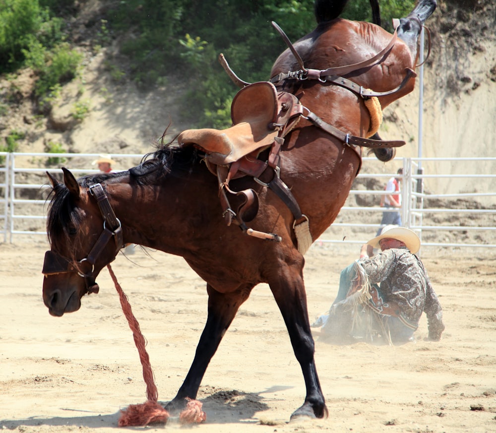 horse in cage